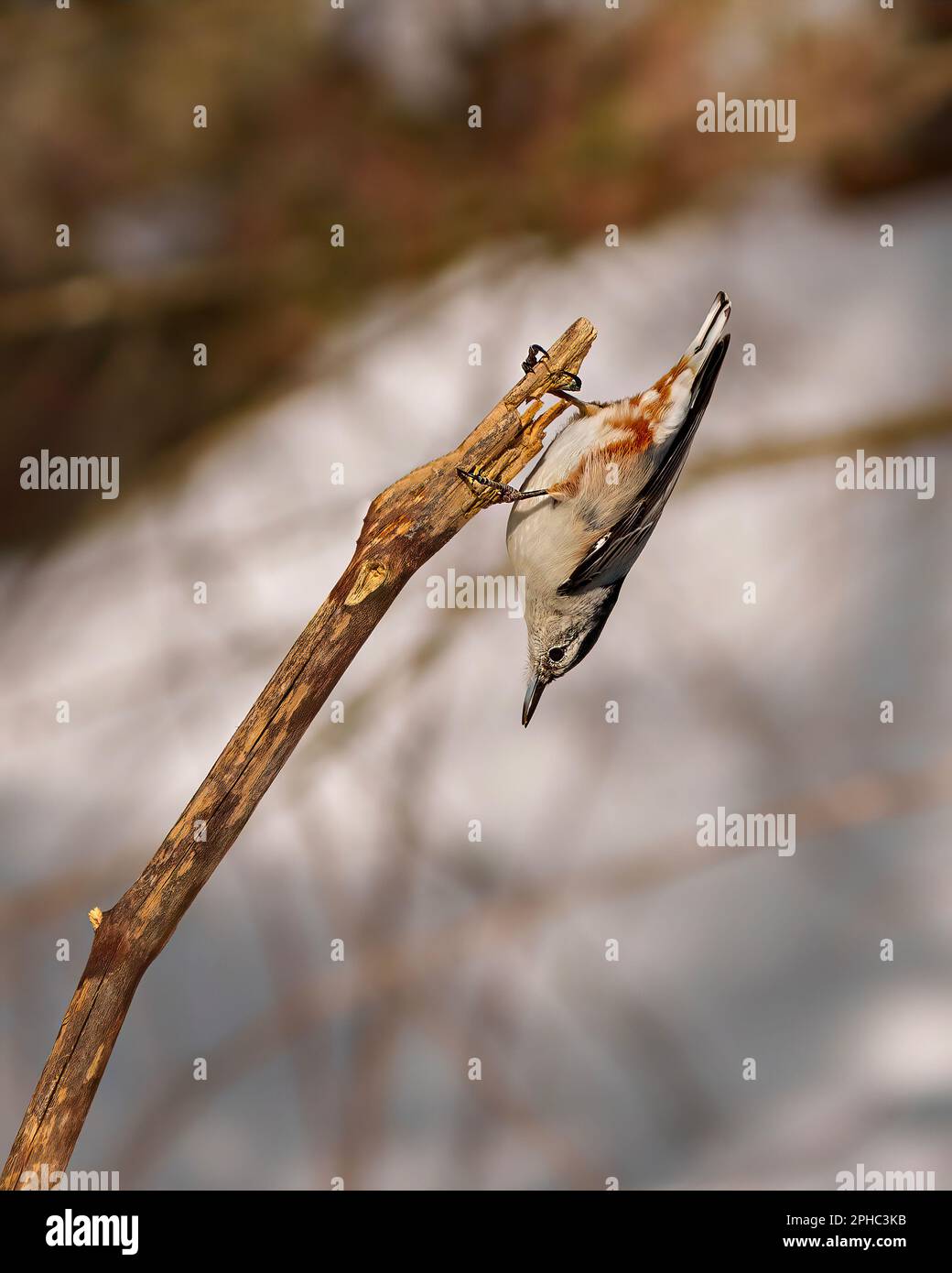 Nuthatch bianco-breasted aggrappato su un ramo dell'albero su lato giù nel relativo ambiente ed habitat circostante con uno sfondo bianco. Foto Nuthatch. Foto Stock Nuthatch bianco-breasted aggrappato su un ramo dell'albero su lato giù nel relativo ambiente ed habitat circostante con uno sfondo bianco. Foto Nuthatch. Foto Stock