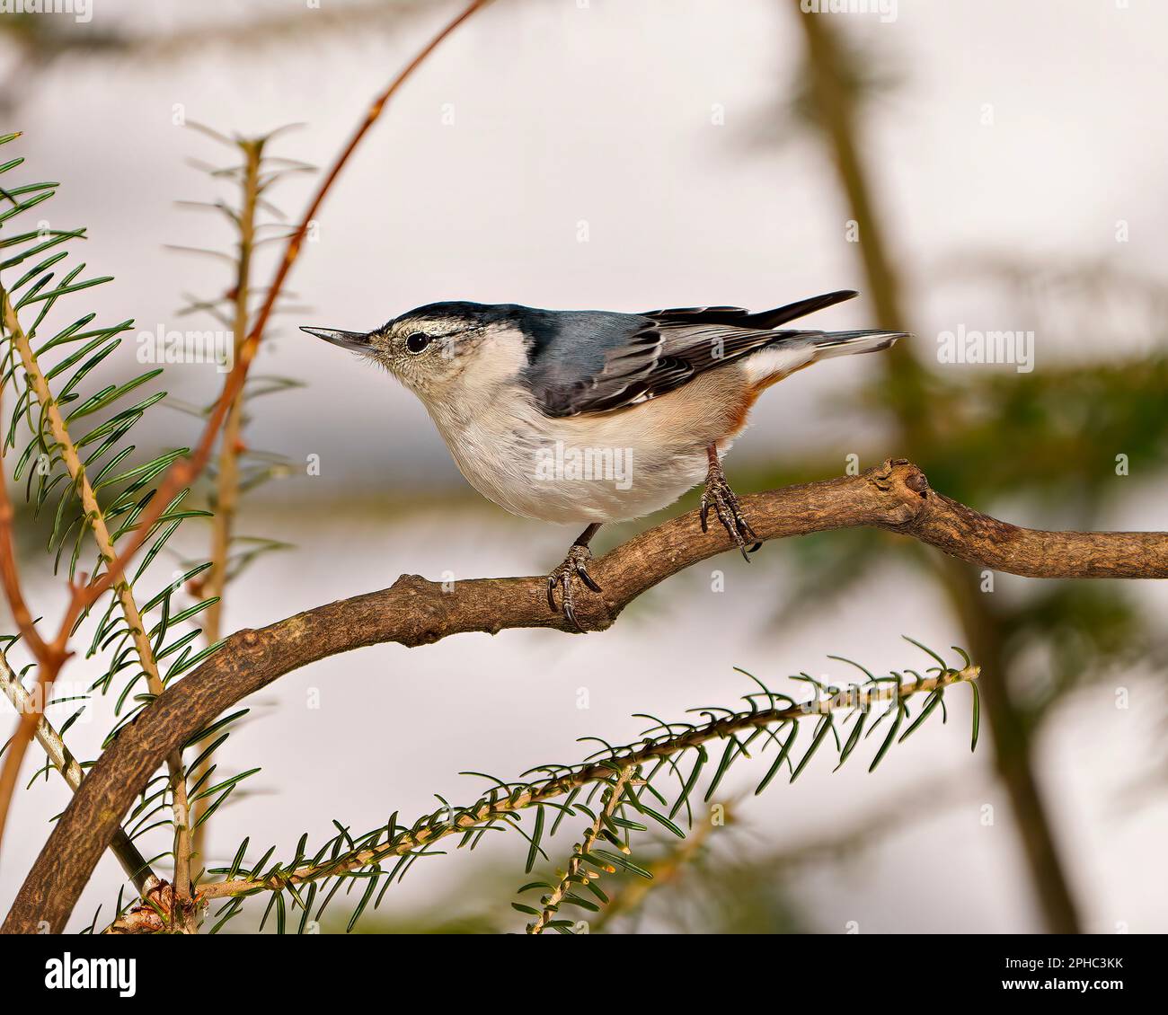 Nuthatch bianco-breasted arroccato su un ramo di albero nel suo ambiente e habitat circostante con uno sfondo sfocato. . Foto Nuthatch. Verticale. Foto Stock Nuthatch bianco-breasted arroccato su un ramo di albero nel suo ambiente e habitat circostante con uno sfondo sfocato. . Foto Nuthatch. Verticale. Foto Stock