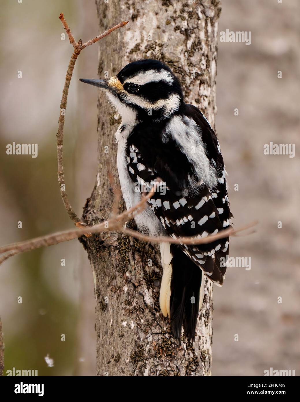 Primo piano femminile Woodpecker vista posteriore appollaiata in inverno con neve in caduta e uno sfondo sfocato e morbido nel suo ambiente e habitat. Foto Stock