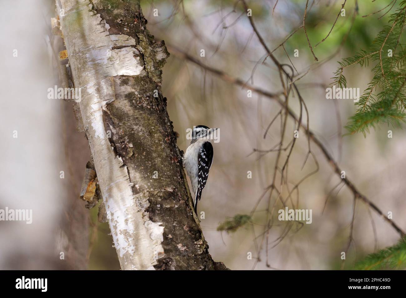 Woodpecker femmina che afferra su un tronco di betulla con uno sfondo sfocato nel suo ambiente e habitat circostante mostrando piuma bianca e nera Foto Stock