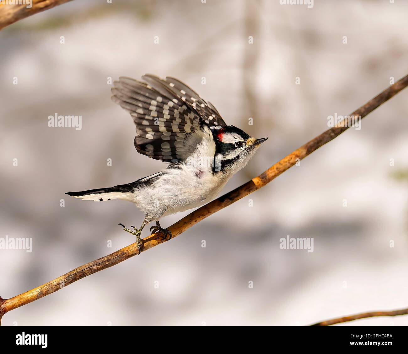 Picchio maschio decollo da un ramo con ali sparse con uno sfondo bianco sfocato nel suo habitat. Ali volanti. Apri ali. Uccello volante. Foto Stock