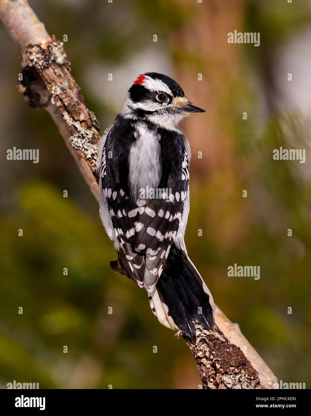Woodpecker maschio vista posteriore su un ramo di albero morto serpente con uno sfondo sfocato nel suo ambiente e habitat circostante mostra feat bianco e nero Foto Stock