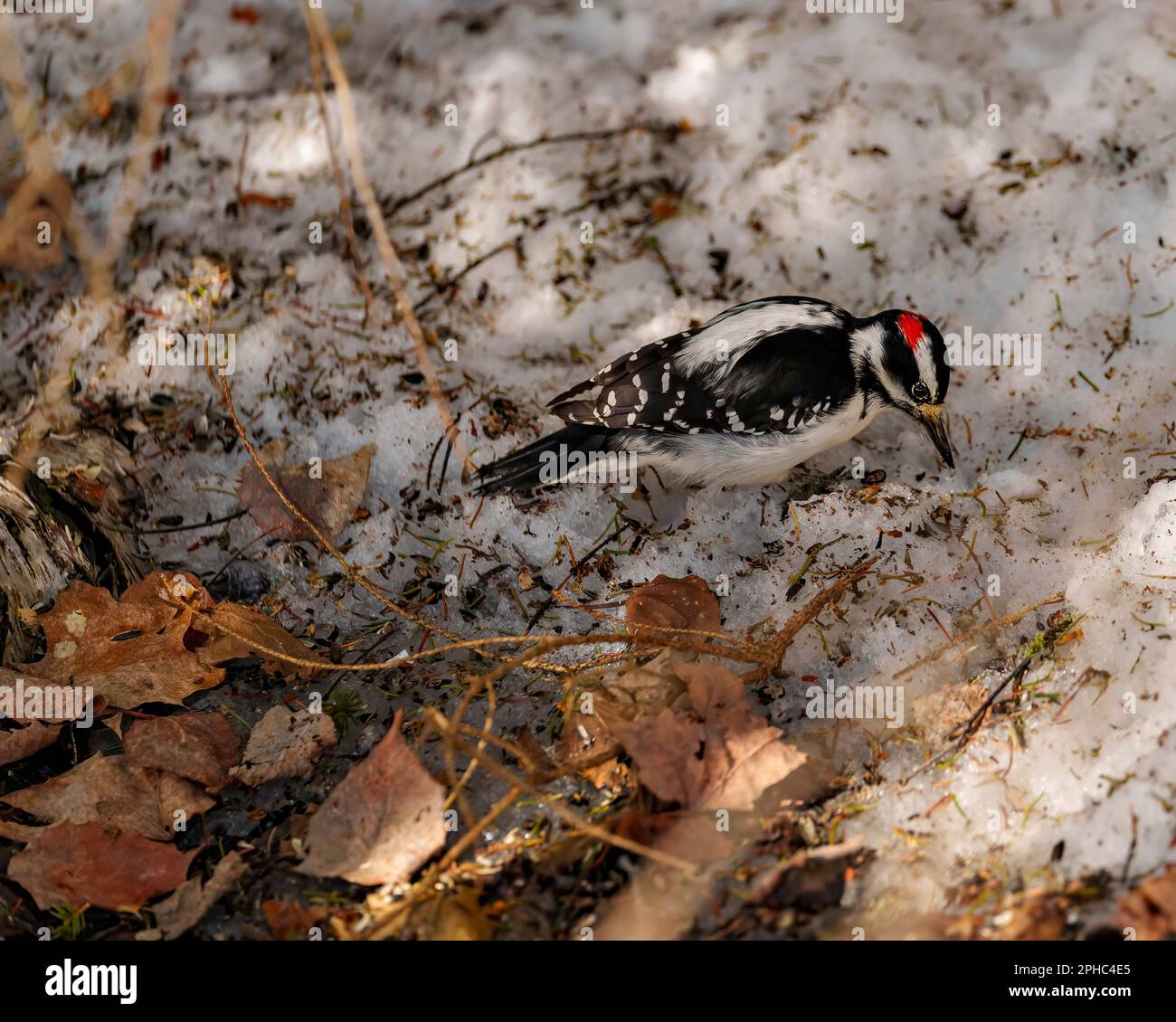 Woodpecker vista aerea maschile seduta su neve e foglie marroni e alla ricerca di cibo nel suo ambiente e habitat circostante mostra ali di piume. Foto Stock