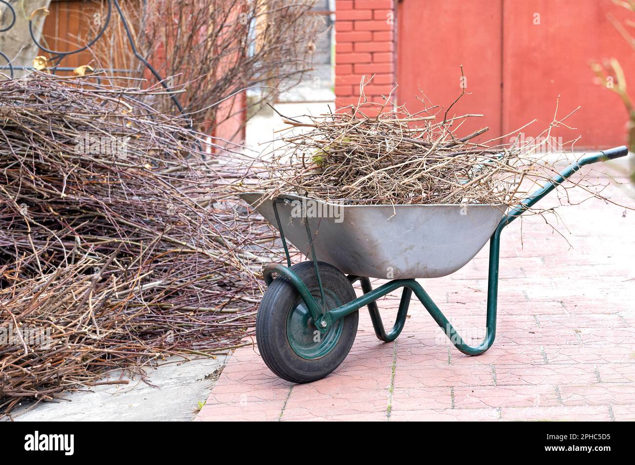 Potatura primaverile degli alberi nel giardino. I rami tagliati su una carriola da giardino sono impilati per un'ulteriore lavorazione. Foto Stock