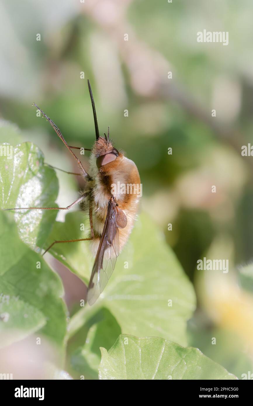 Nell'aria primaverile la mosca Bee (Bombylius Major) emerge nel bosco di Bossington Foto Stock