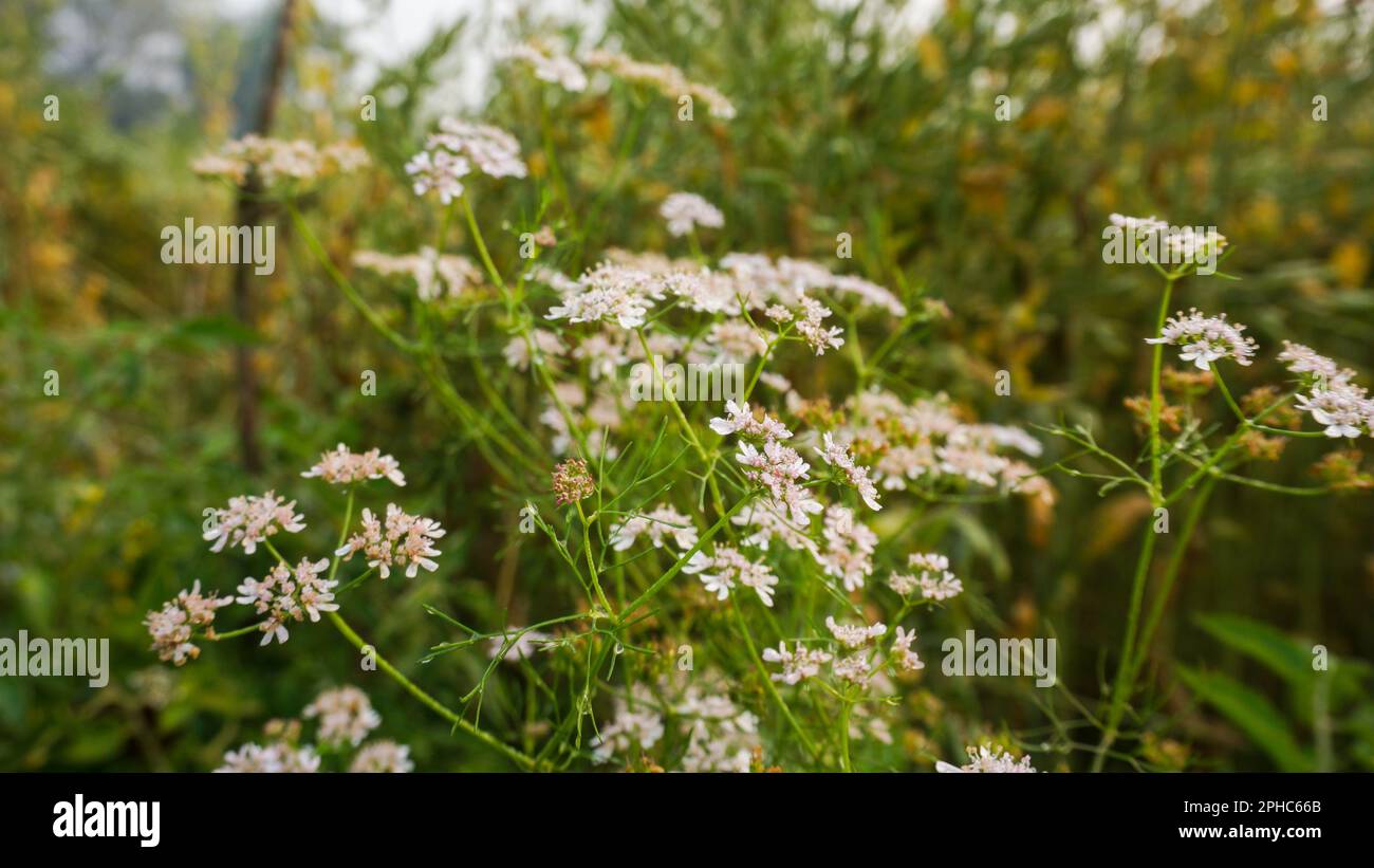 Fiori di coriandolo (Dhonia Pata). I fiori di coriandolo sono di piccole dimensioni, con ogni fiore che misura solo pochi millimetri. Fiori di coriandolo fioriscono da Foto Stock