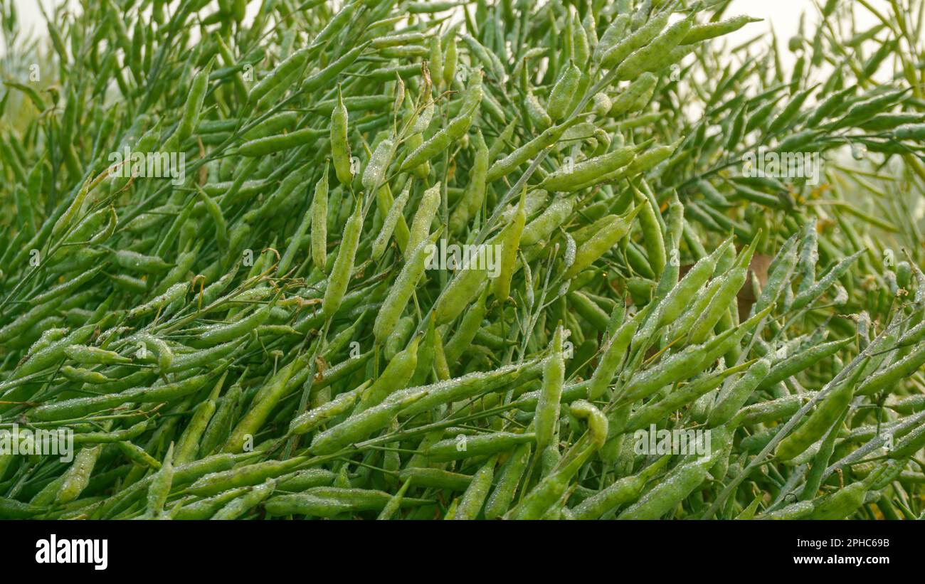 La senape è una pianta dicotiledone della famiglia Brassica o Crucifera. È un seme oleoso. Vaste coltivazioni di senape del Bangladesh. Foto di primo piano della senape s Foto Stock