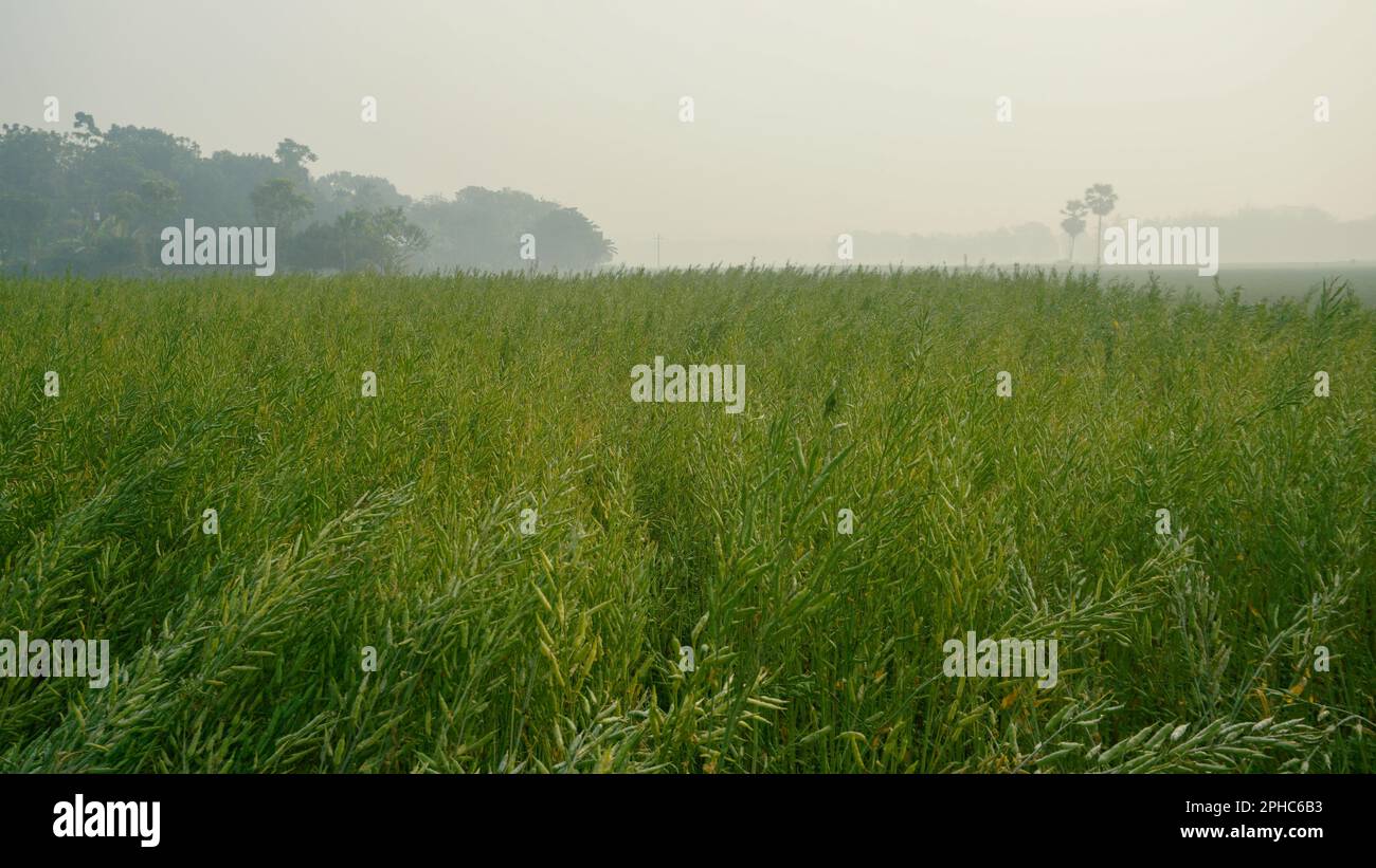 La senape è una pianta dicotiledone della famiglia Brassica o Crucifera. È un seme oleoso. Vaste coltivazioni di senape del Bangladesh. Foto di primo piano della senape s Foto Stock