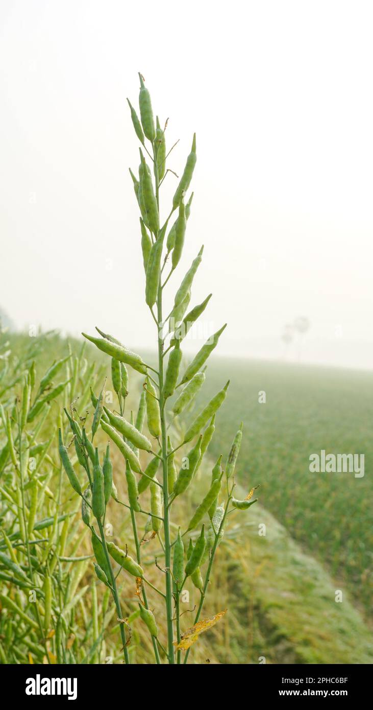 La senape è una pianta dicotiledone della famiglia Brassica per Cruciferae. La senape è un seme oleoso. Vaste coltivazioni di senape del Bangladesh. Foto Stock