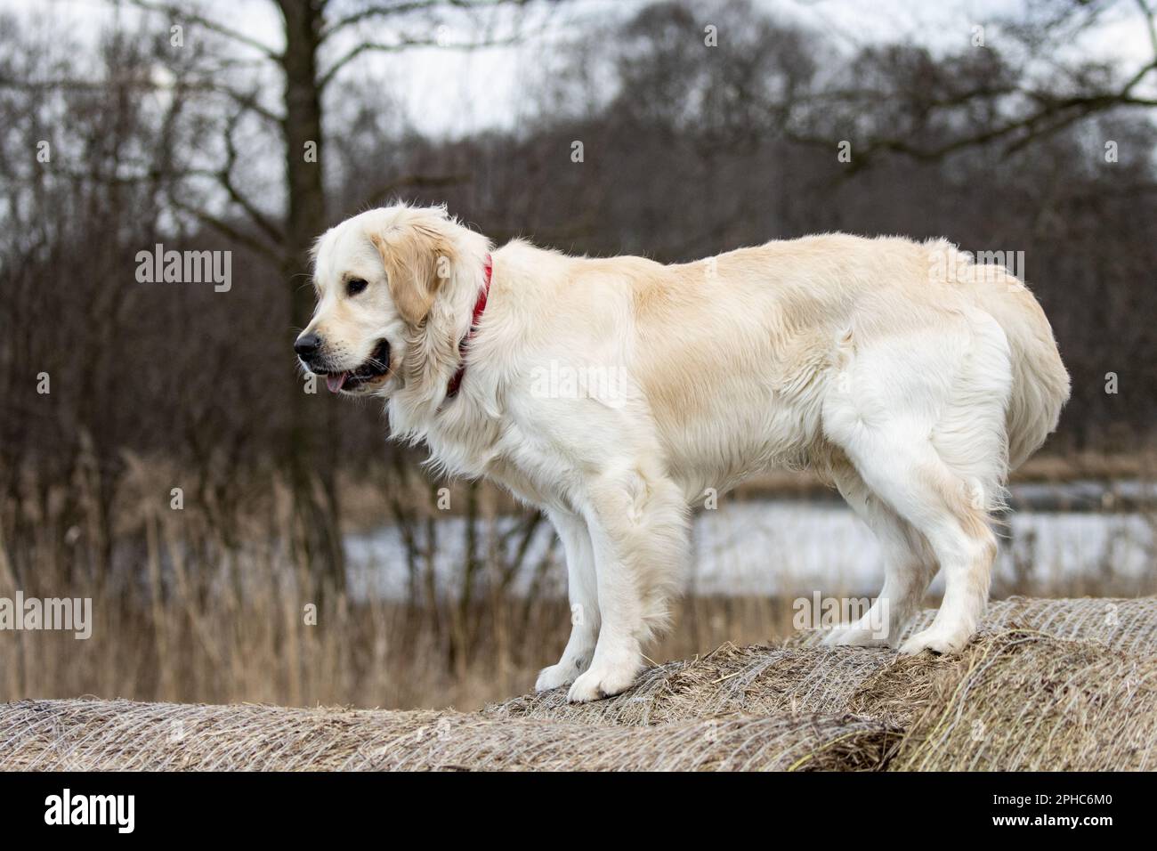 Bel Golden Retriever all'aperto Foto Stock