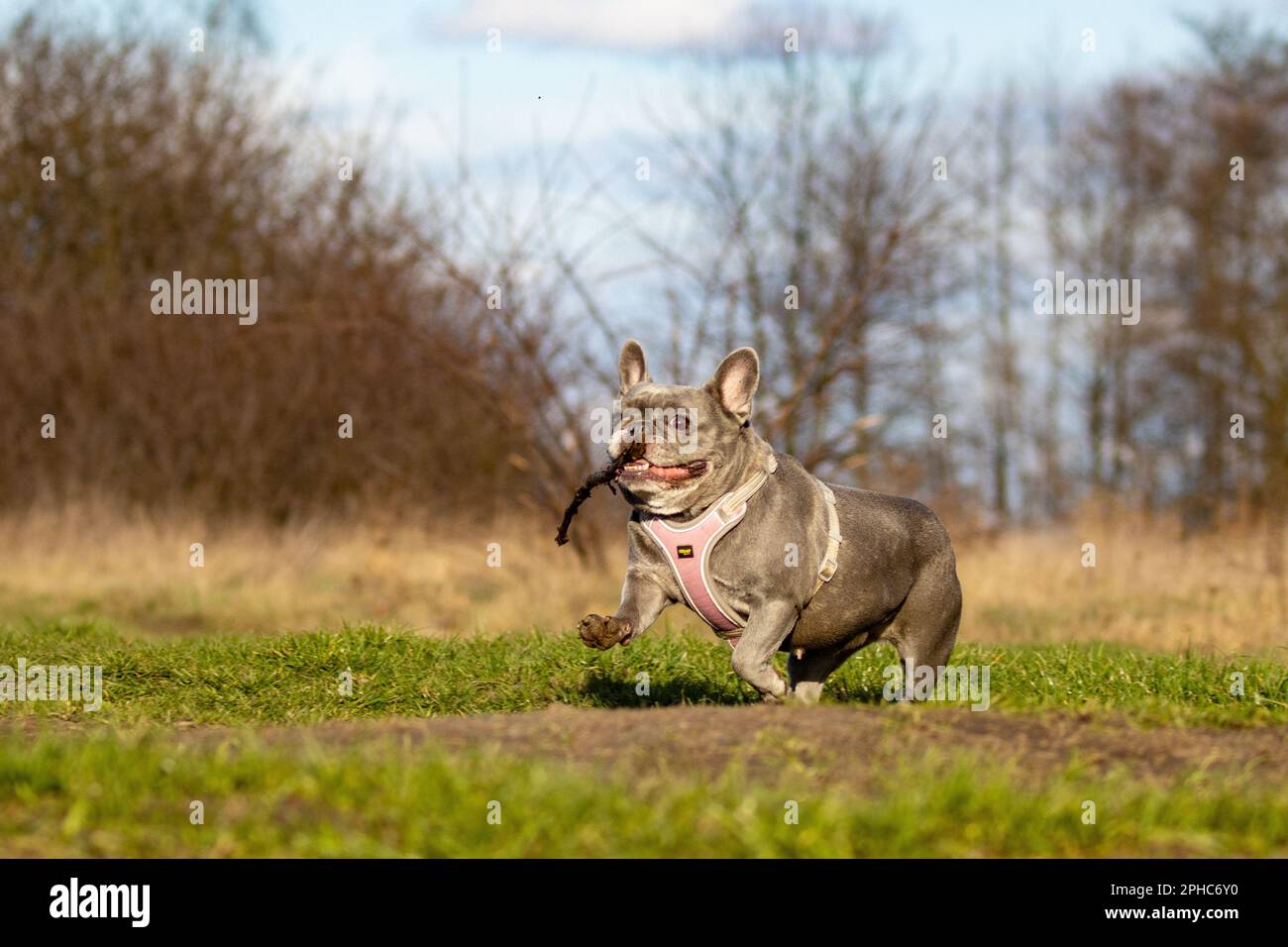 UN BULLDOG FRANCESE ATTRAVERSA IL CAMPO CON UN BASTONE IN BOCCA. Foto Stock