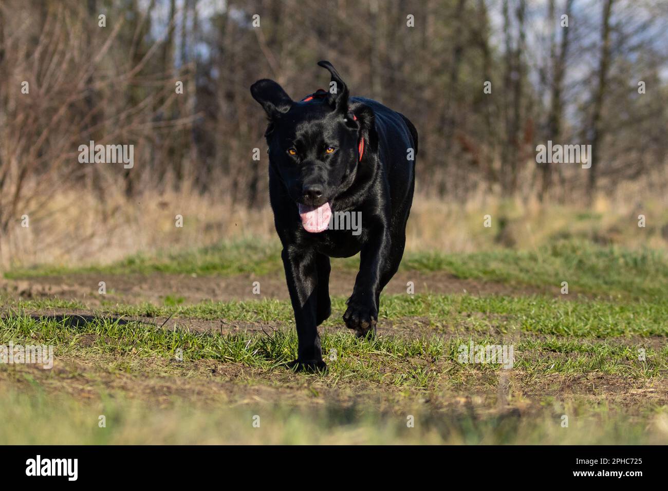 Un cane Labrador nero corre verso la telecamera con la bocca aperta. Foto Stock