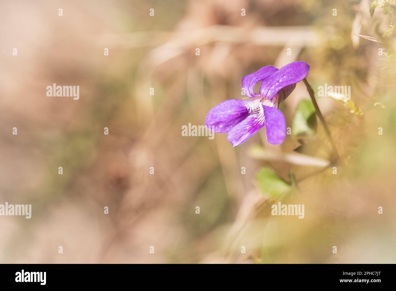 Primo piano immagine di un cane violetto (Viola riviniana) che cresce in primavera a Hawkcombe Wood, Porlock, Exmoor, West Somerset Foto Stock