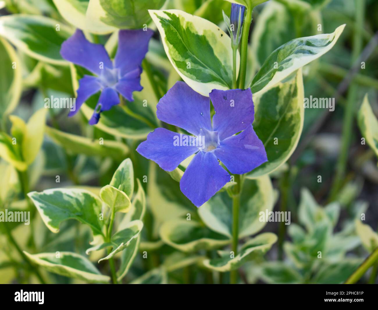 Maggiore periwinkle vinca Major "variegata" Foto Stock