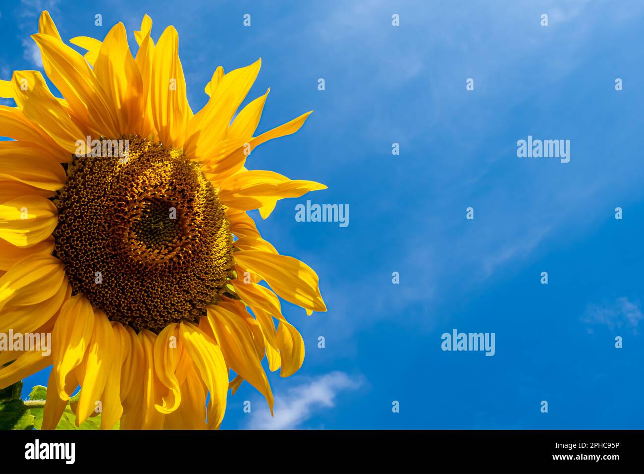 Una vivace testa di girasole si erge alta contro il cielo blu, con una raffica di petali gialli e un impressionante centro giallo-marrone e uno spazio copia. Foto Stock