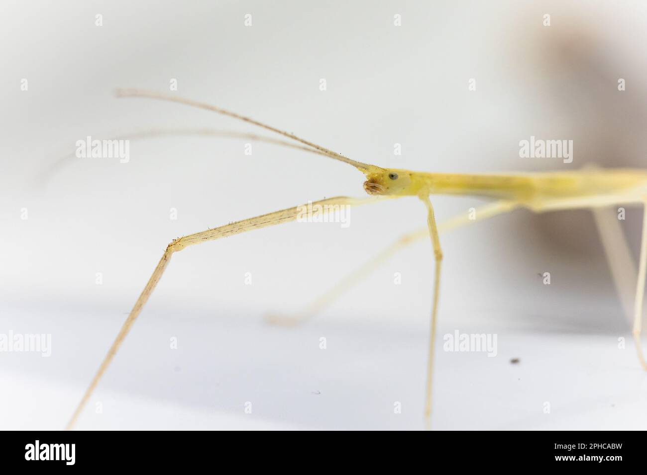 Primo piano della testa e delle antenne di un insetto di bastone di ala rosa (Sipyloidea sipylus) su uno sfondo bianco Foto Stock