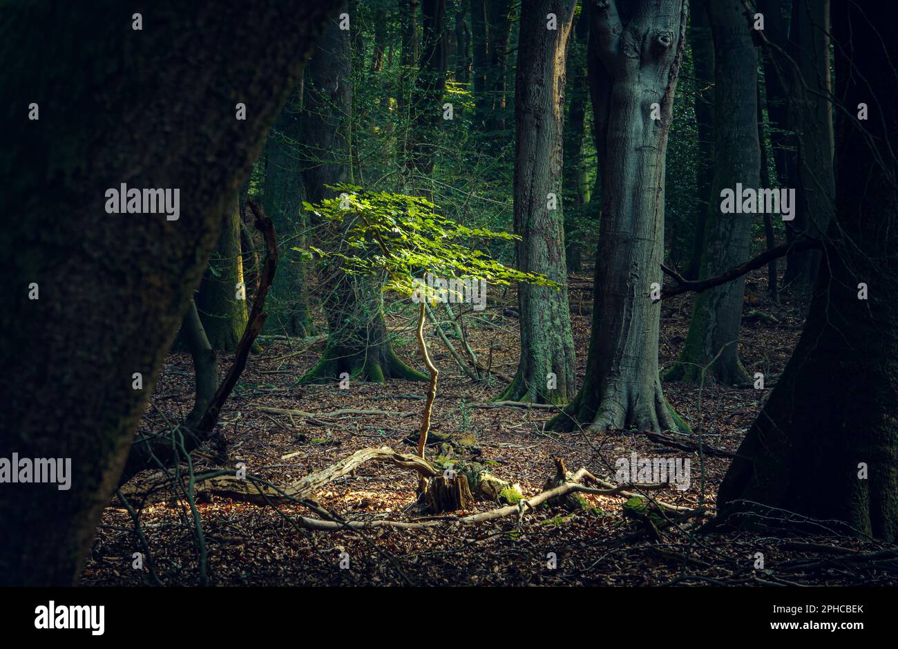 Verde foresta estiva nella foresta olandese, Speulderbos Putten Paesi Bassi. Foto Stock