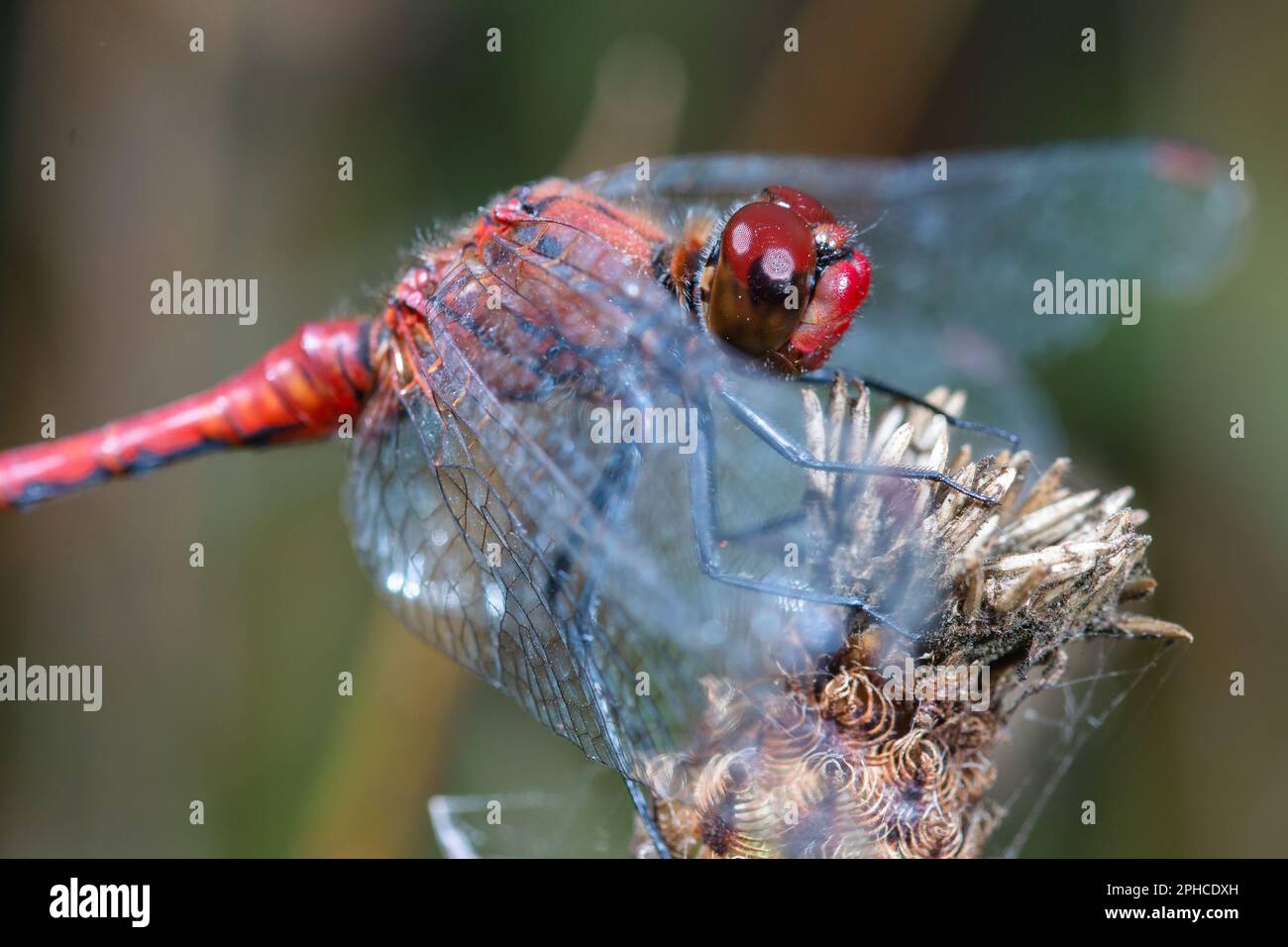 Un rosso ruddy darter dragonfly (Sympetrum sanguineum) poggia su un vecchio fiore tra il prato delle prugine nella riserva naturale di Norfolk a Thompson Commo Foto Stock