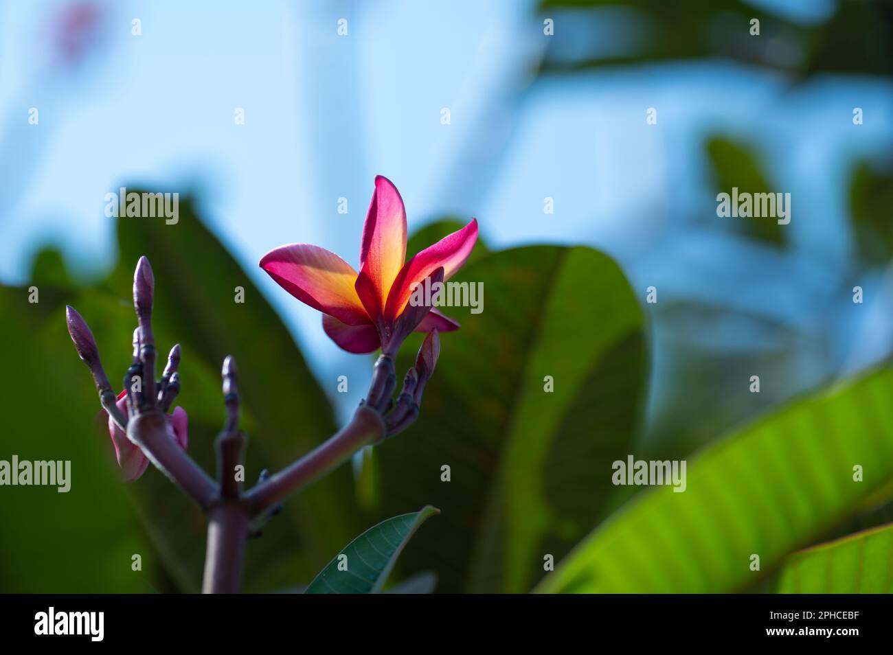 La Plumeria, nota come frangipani, fiorì completamente sulla pianta. Messa a fuoco selettiva utilizzata. Foto Stock