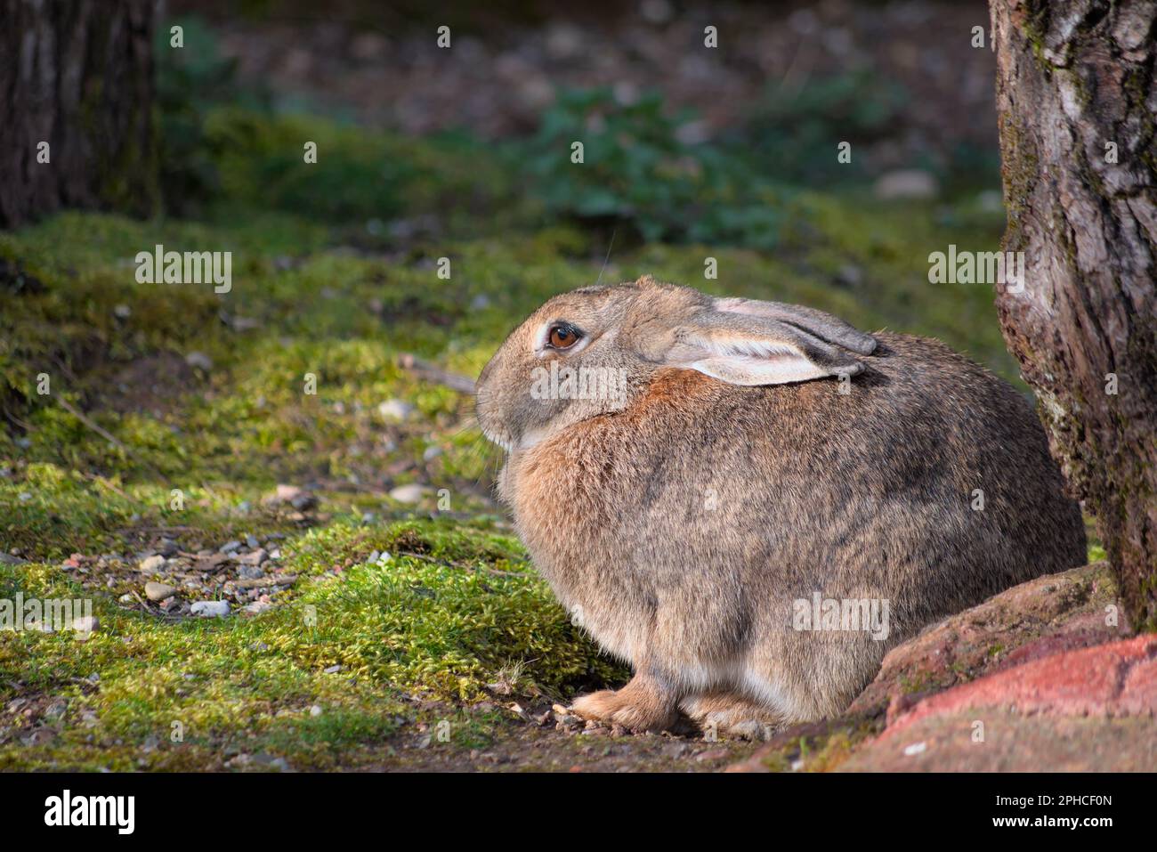 Un coniglietto pasquale seduto al sole primaverile. Il piccolo coniglio che salta su un prato verde. Un coniglio che mangia erba. Foto Stock