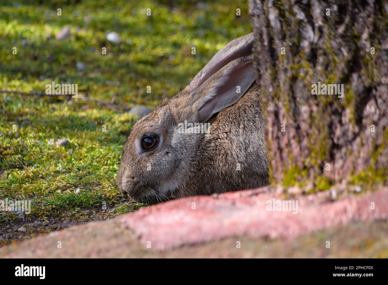 Un coniglietto pasquale seduto al sole primaverile. Il piccolo coniglio che salta su un prato verde. Un coniglio che mangia erba. Foto Stock