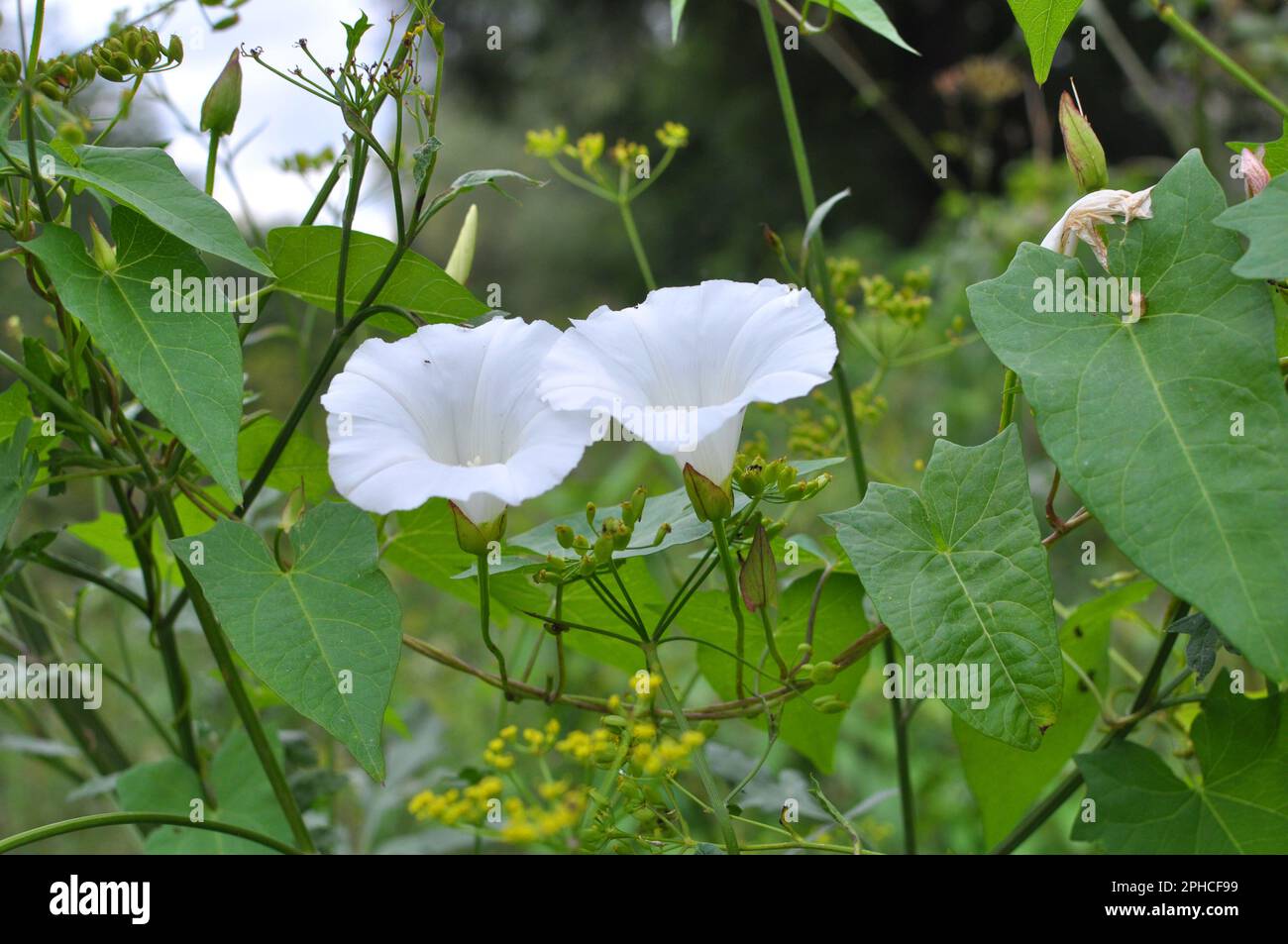 La pianta di Calystegia sepium bindweed cresce in natura Foto Stock