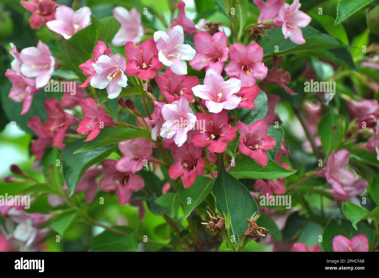 Weigela con fiori bianchi e rosa fiorisce nel giardino. Foto Stock