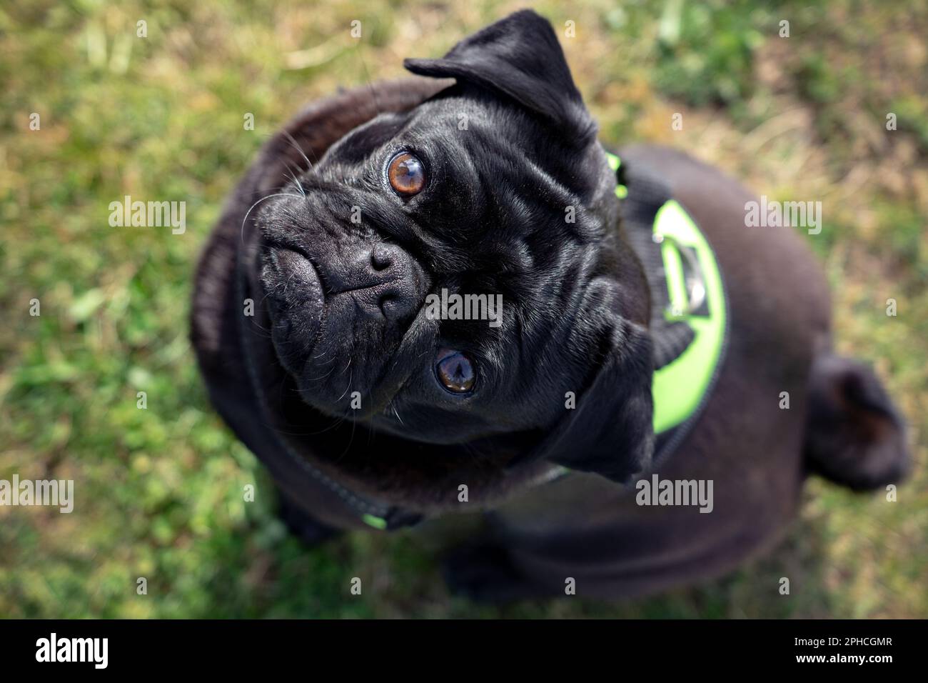 nero mops pug cane seduto e guardando verso l'alto nella telecamera . Foto Stock