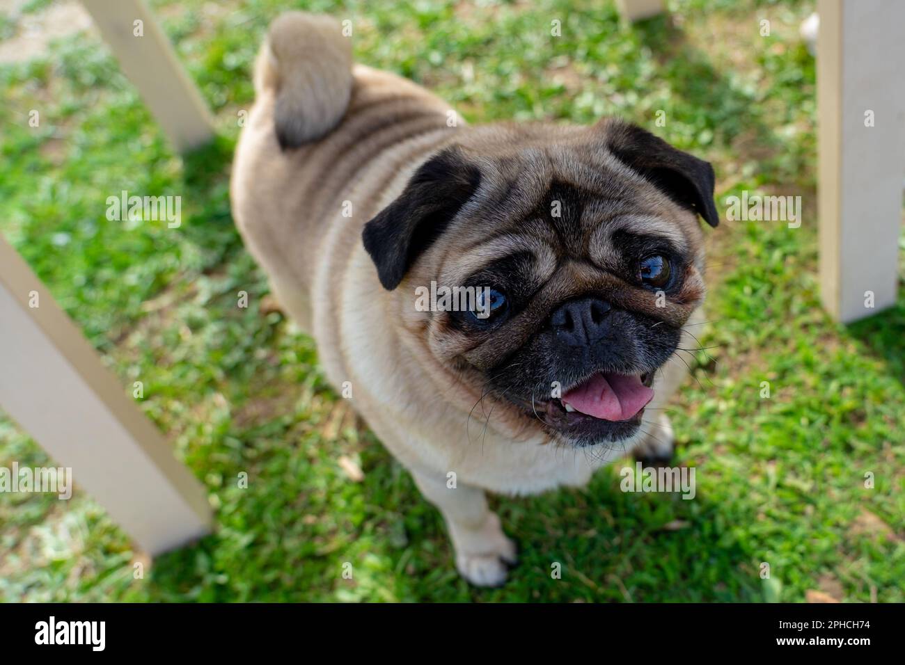 cute mops pug cane guardando in su nella macchina fotografica . Foto Stock