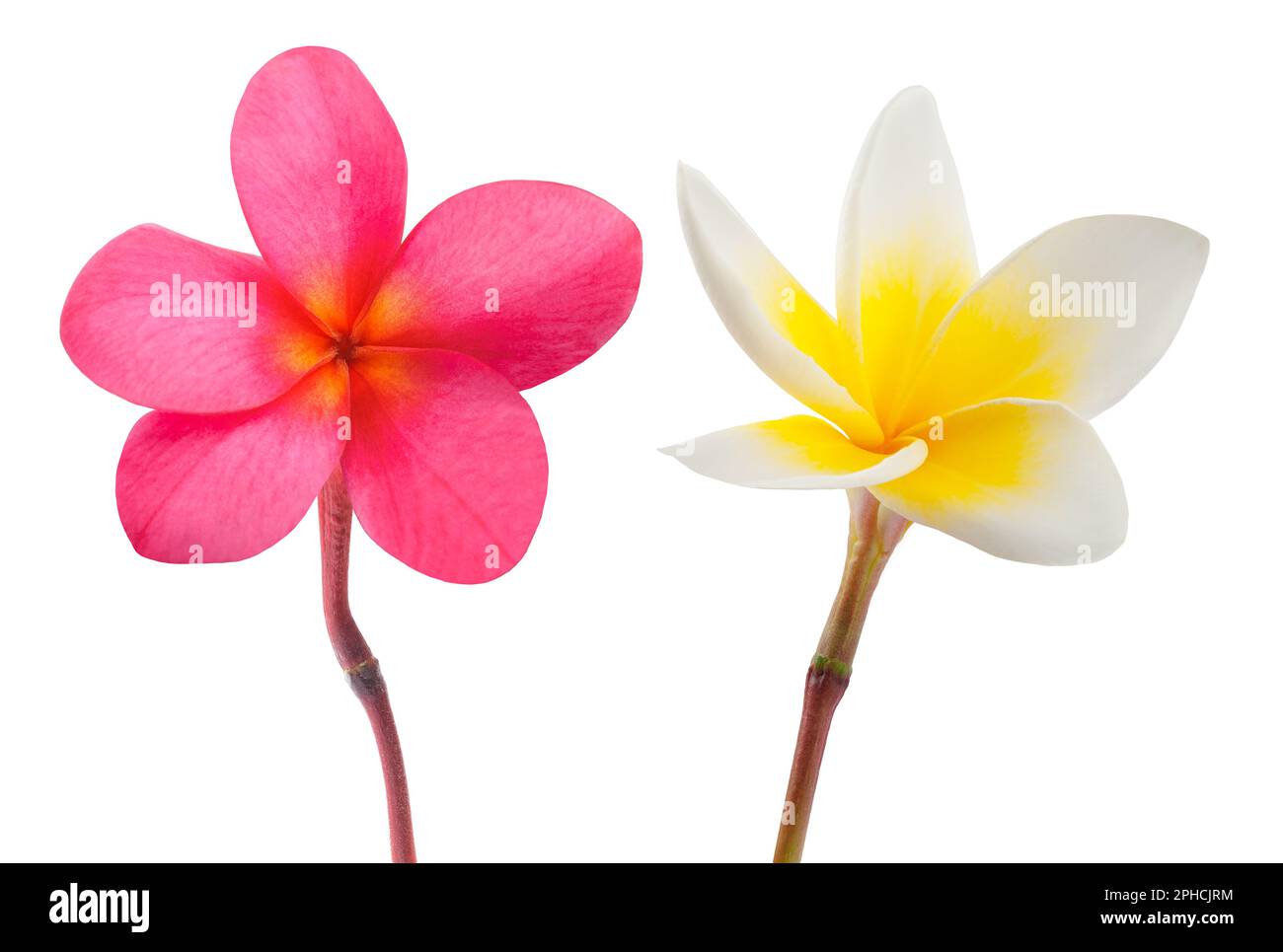 Rosso e bianco Frangipani fiori isolati su bianco Foto Stock