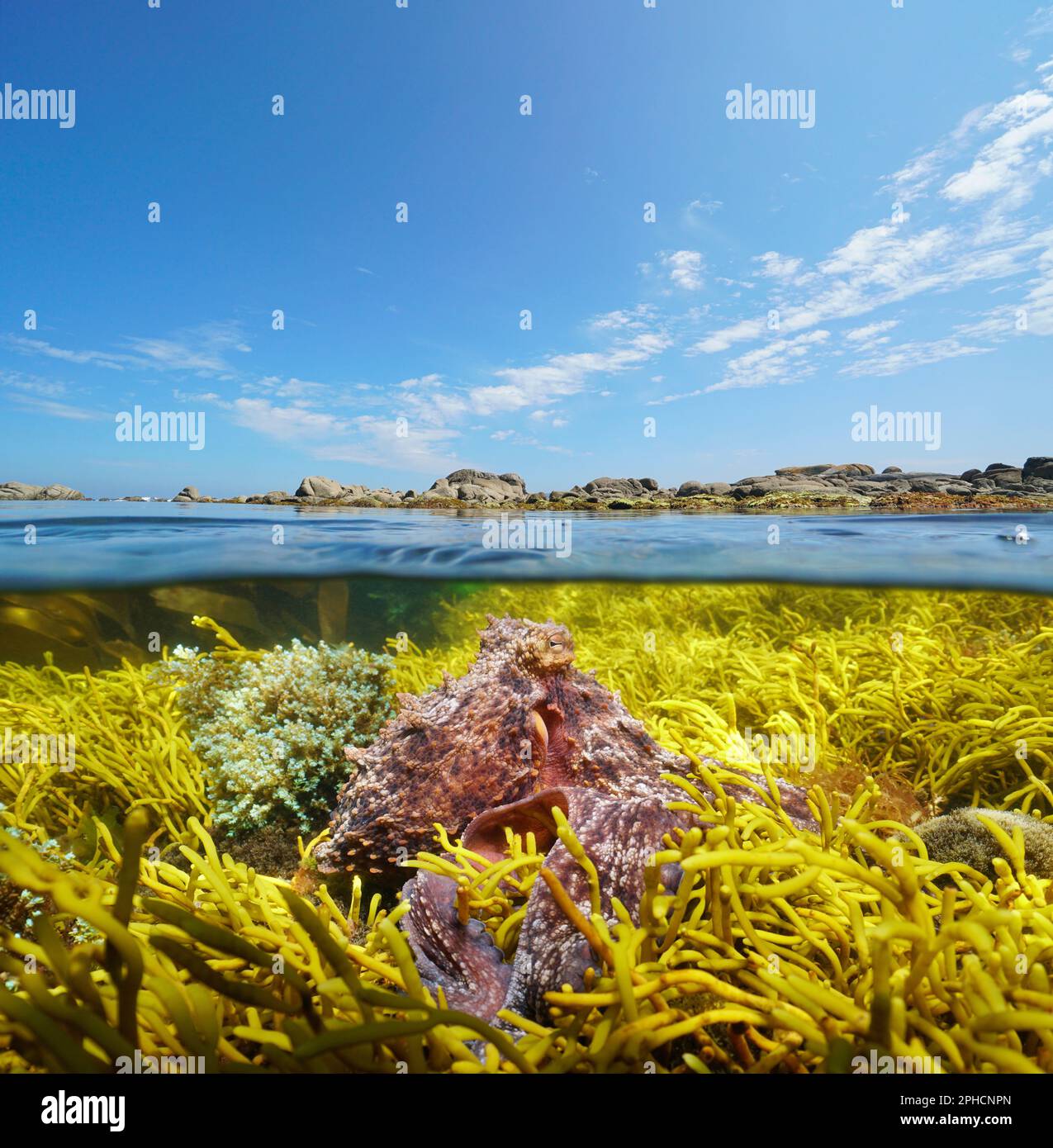 Polpo con alghe sott'acqua vicino alla costa rocciosa del mare e cielo blu con una certa nube, oceano Atlantico mare, vista spaccata sopra e sotto la superficie dell'acqua Foto Stock