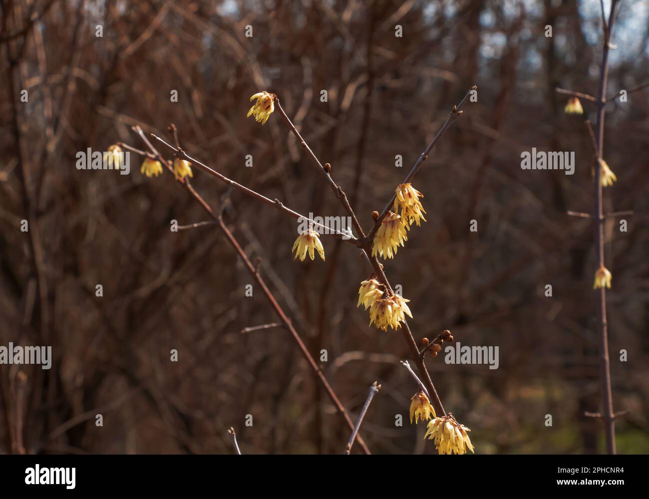 Chimonanthus salicifolius sta fiorendo all'inizio della primavera. Conosciuto anche come Chimonanthus fragrans, fragrante WinterSweet, WinterSweet o allspice giapponese Foto Stock