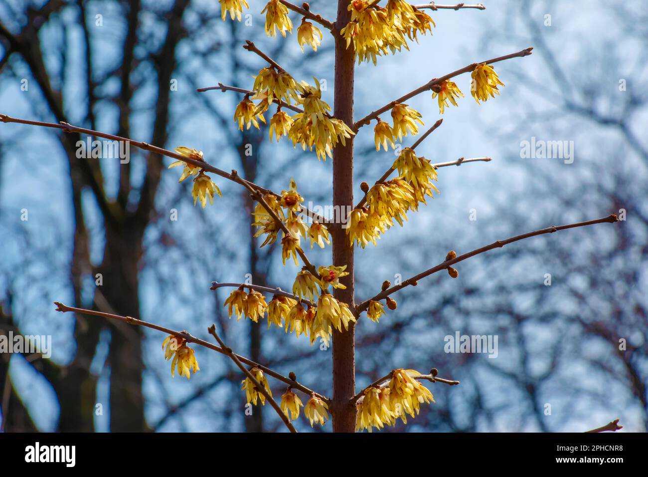 Chimonanthus salicifolius sta fiorendo all'inizio della primavera. Conosciuto anche come Chimonanthus fragrans, fragrante WinterSweet, WinterSweet o allspice giapponese Foto Stock