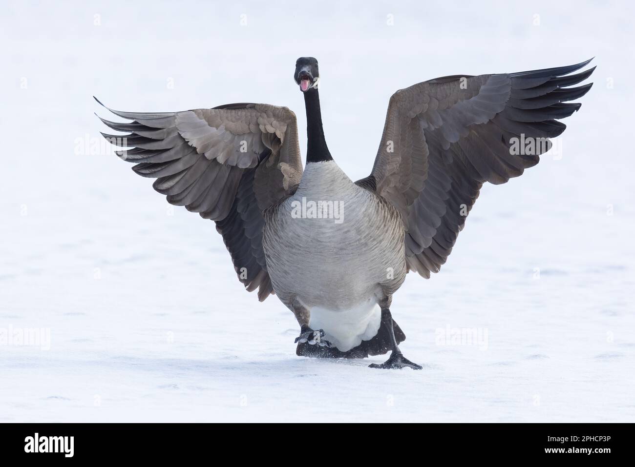 Canada oca (Branta canadensis) in inverno Foto Stock