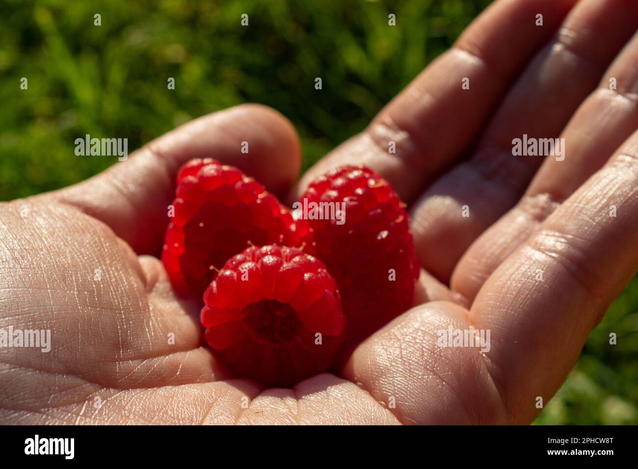 Lamponi rossi freschi (Rubus idaeus) tenuti in mano sotto la luce naturale del sole Foto Stock