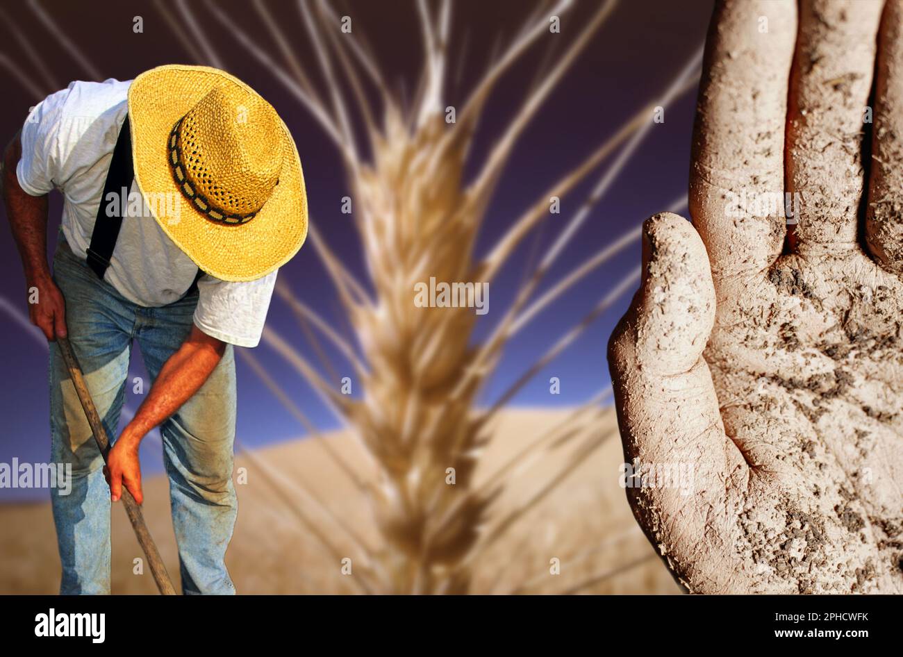 L'immagine concettuale che rappresenta l'agricoltura dove c'è una mano sporca della terra è un coltivatore che si avvolge sullo sfondo di un orecchio di grano Foto Stock