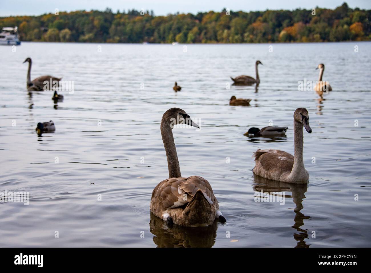 Un gruppo di giovani cigni inquisitivi si sta incomiando per il cibo vicino alla spiaggia del fiume Havel a Berlino. Foto Stock