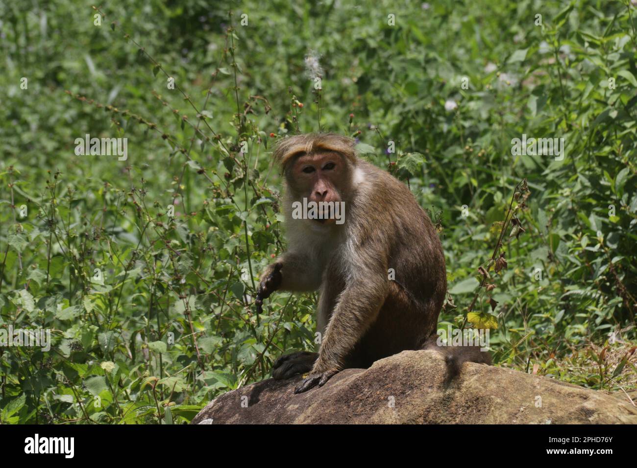 Macachi, langur dal volto viola e scimmie nella natura selvaggia in Sri Lanka, visita lo Sri Lanka Foto Stock