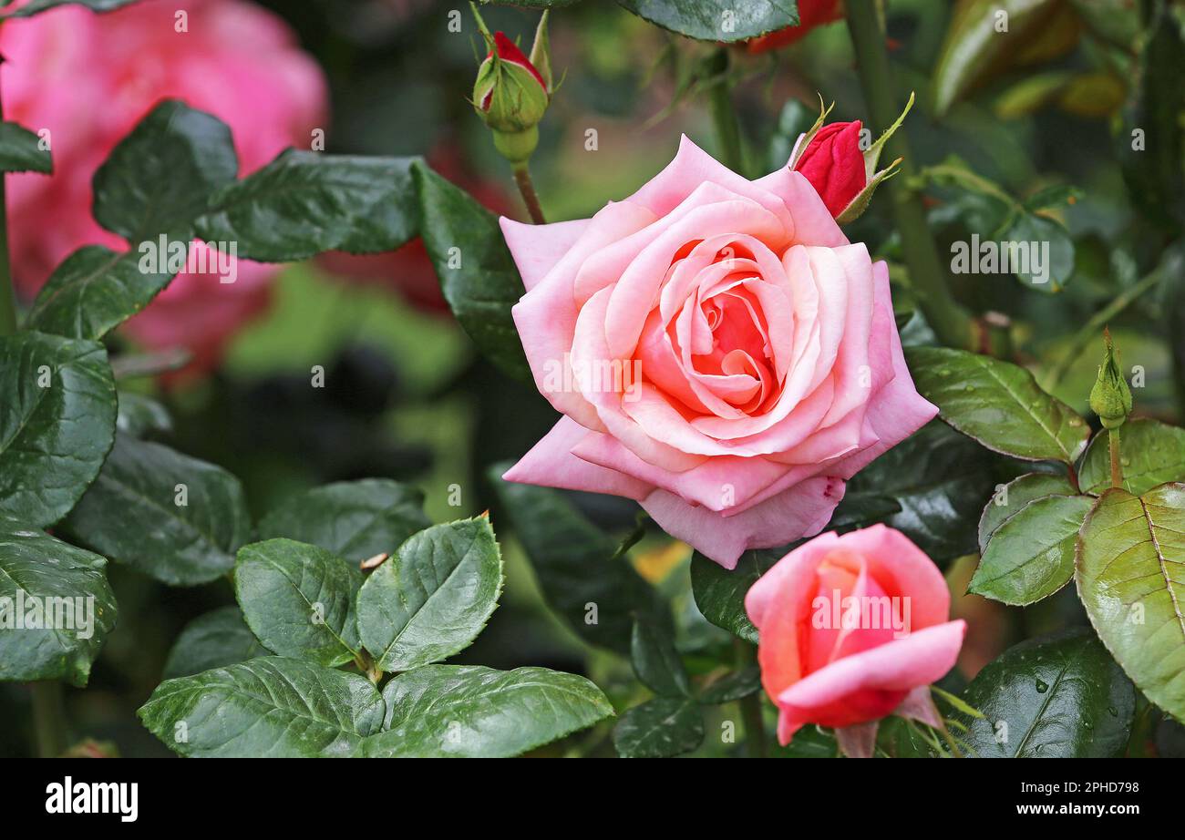 Bellissimo fiore rosa Foto Stock