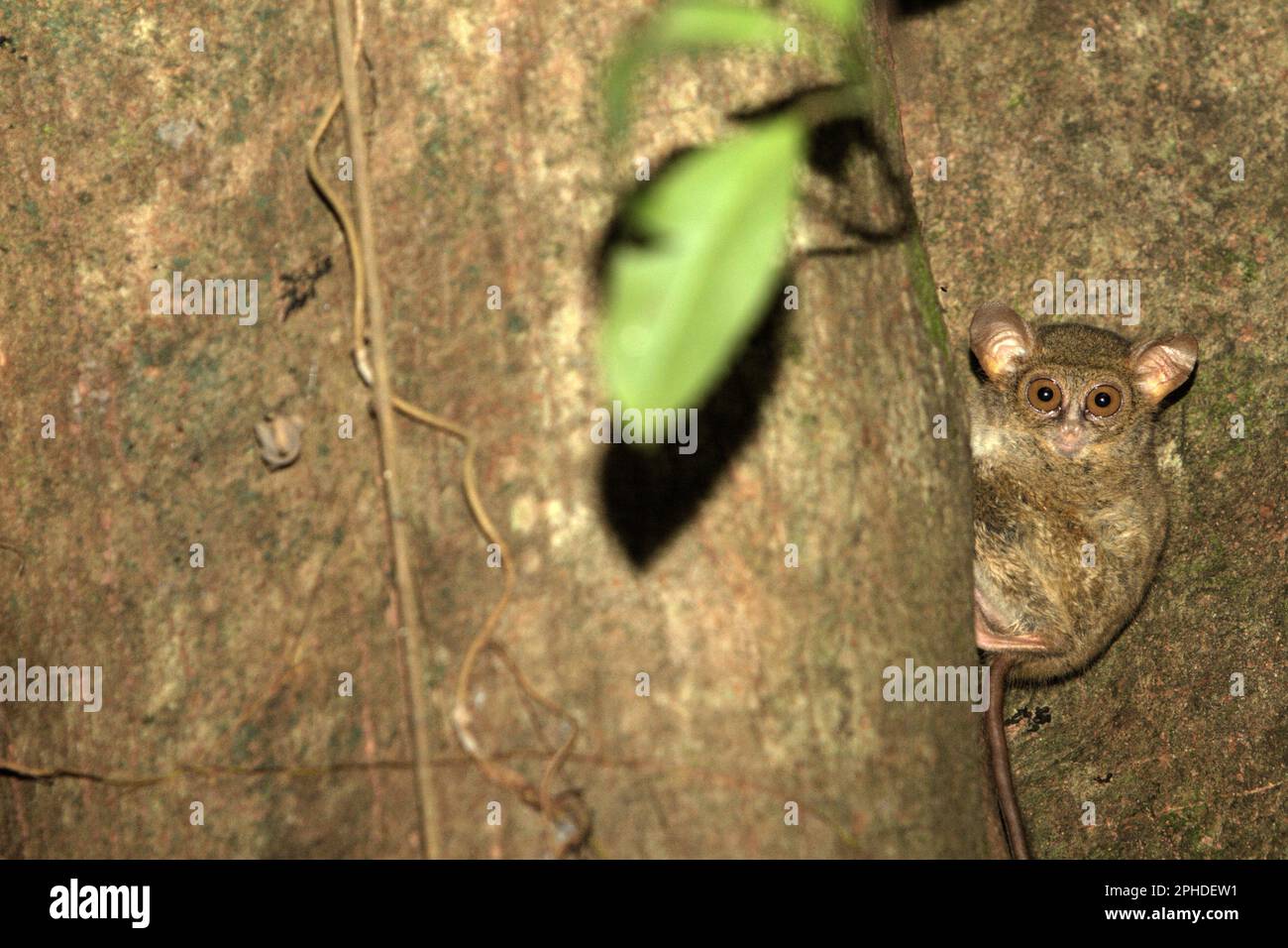 Un tarsier spettrale di Gursky (Tarsius spectrumgurskae) è fotografato sul suo albero nesting nella riserva naturale di Tangkoko, Sulawesi settentrionale, Indonesia. 'I telier sono sottovalutati rispetto ai loro parenti più 'popolari' dei primati, quindi rappresentano una vasta area di ricerca ancora da esplorare', secondo un team di scienziati dei primati guidato da Isabel Comella in un articolo del 2022 pubblicato per la prima volta in Frontiers in Ecologia ed evoluzione (accessibile su Phys.org). Foto Stock