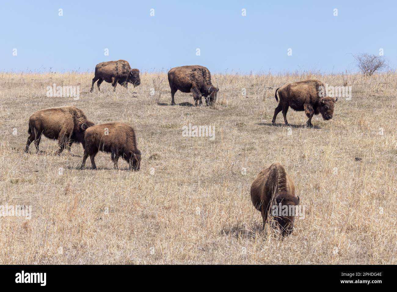 Bisonte americano (bisonte di bisonte), comunemente chiamato bufalo, presso la riserva naturale Neal Smith di Prairie City, Iowa Foto Stock