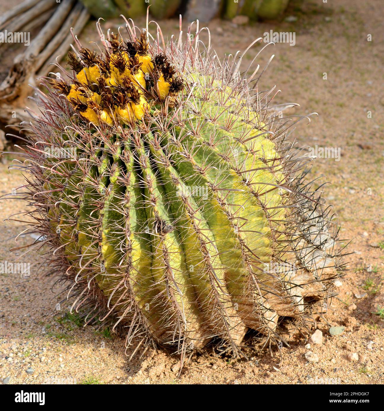 Arizona Barrel Cactus Ferocactus wislizenii con frutta di cactus Foto Stock