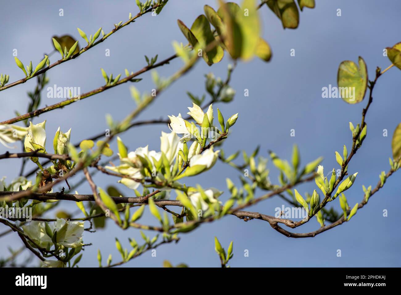 Bianco Bauhinia variegata Orchid albero fiori tra foglie verdi primo piano Foto Stock