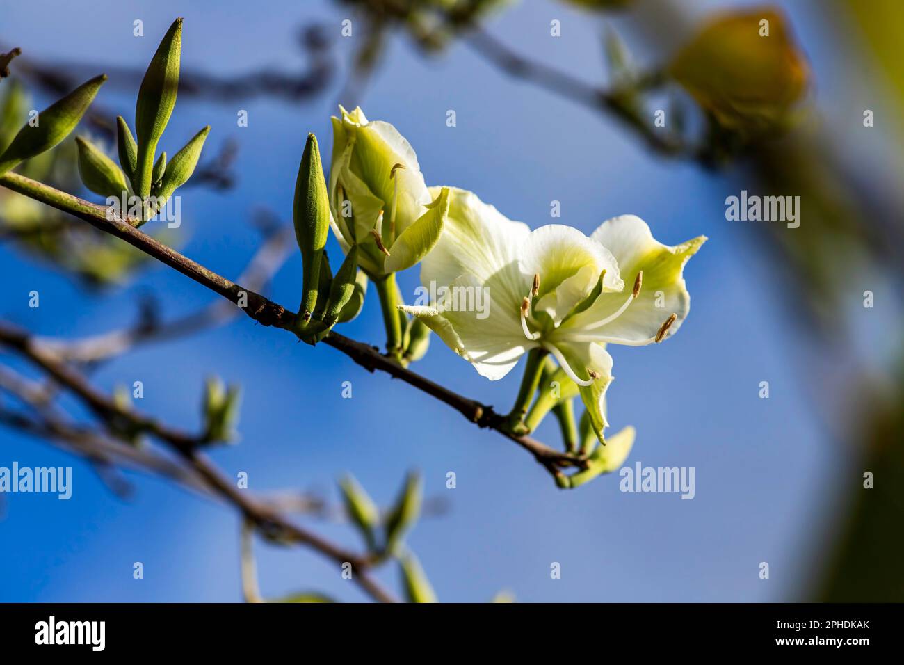 Bianco Bauhinia variegata Orchid albero fiori tra foglie verdi primo piano Foto Stock
