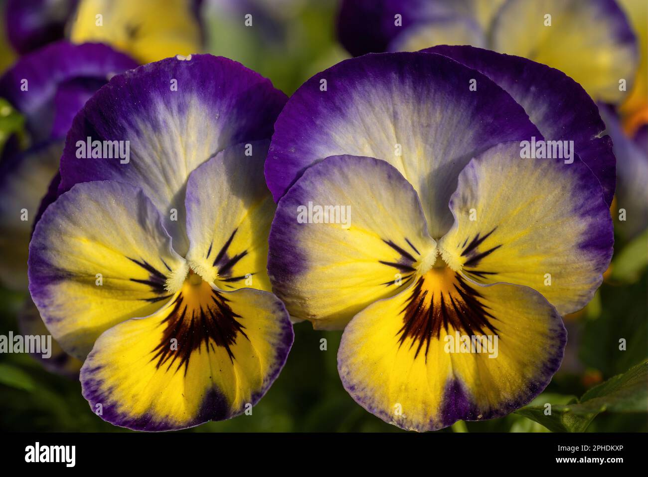 Fiori ibridi Viola che fioriscono in primavera Foto Stock