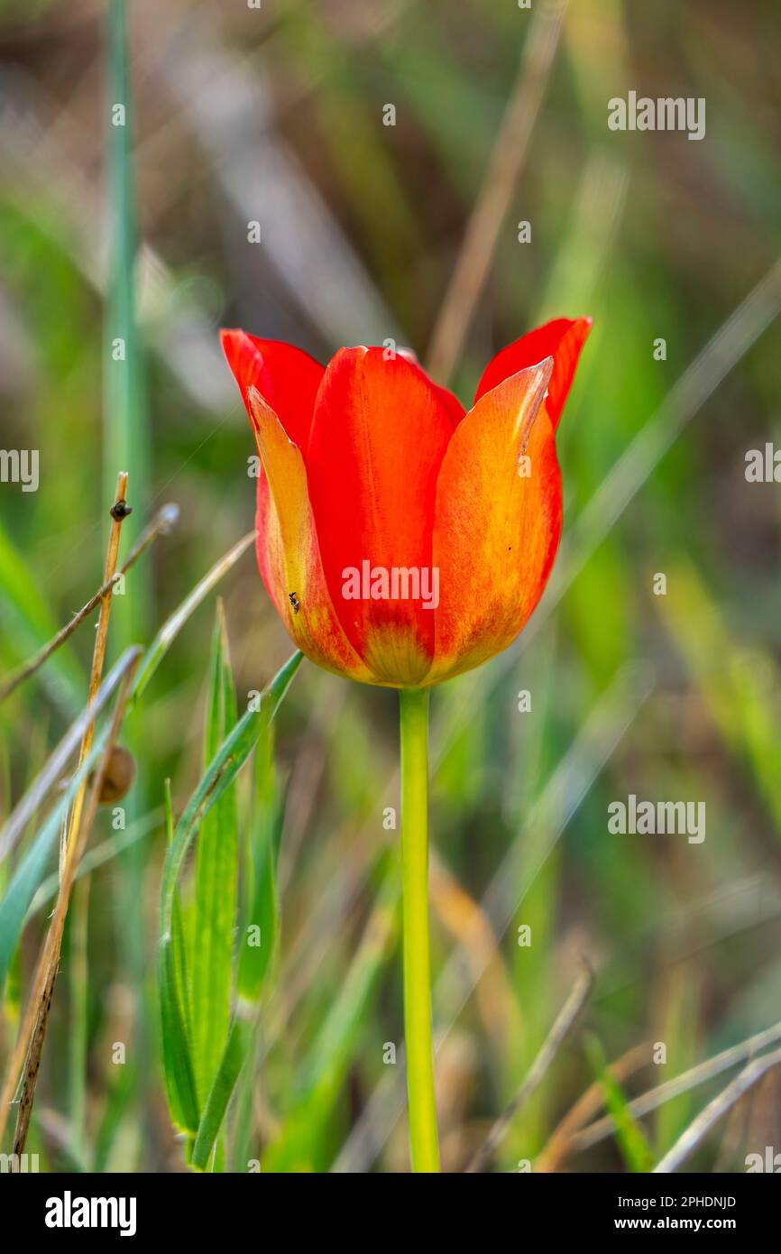 Fiore rosso tulipano selvatico in primo piano tra foglie verdi Foto Stock