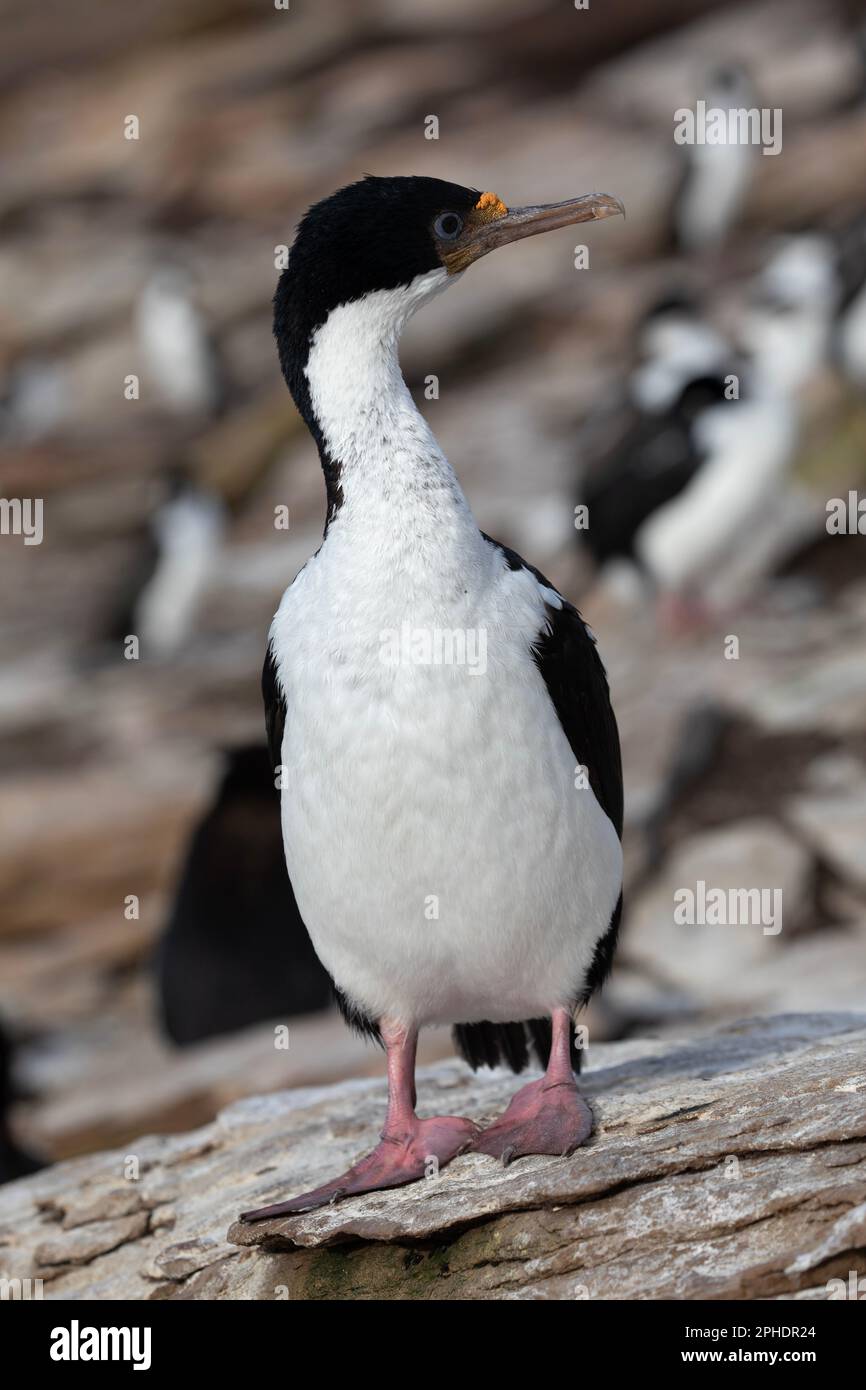 Un Cormorano Imperiale, Phalacrocorax Atriceps, sull'isola di Saunders, una delle isole Falkland esterne. Foto Stock