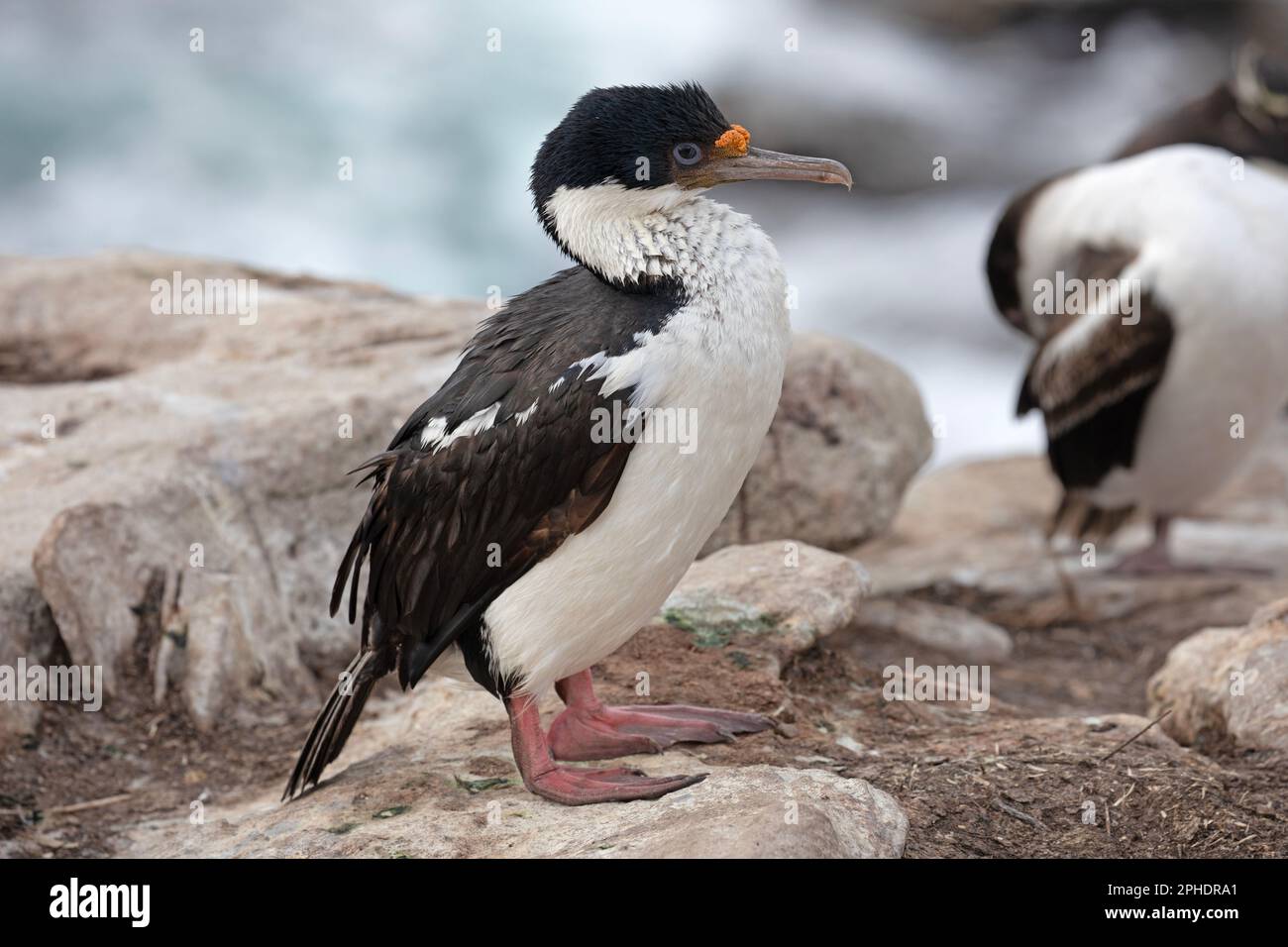 Un Cormorano Imperiale, Phalacrocorax Atriceps, sull'isola di Saunders, una delle isole Falkland esterne. Foto Stock
