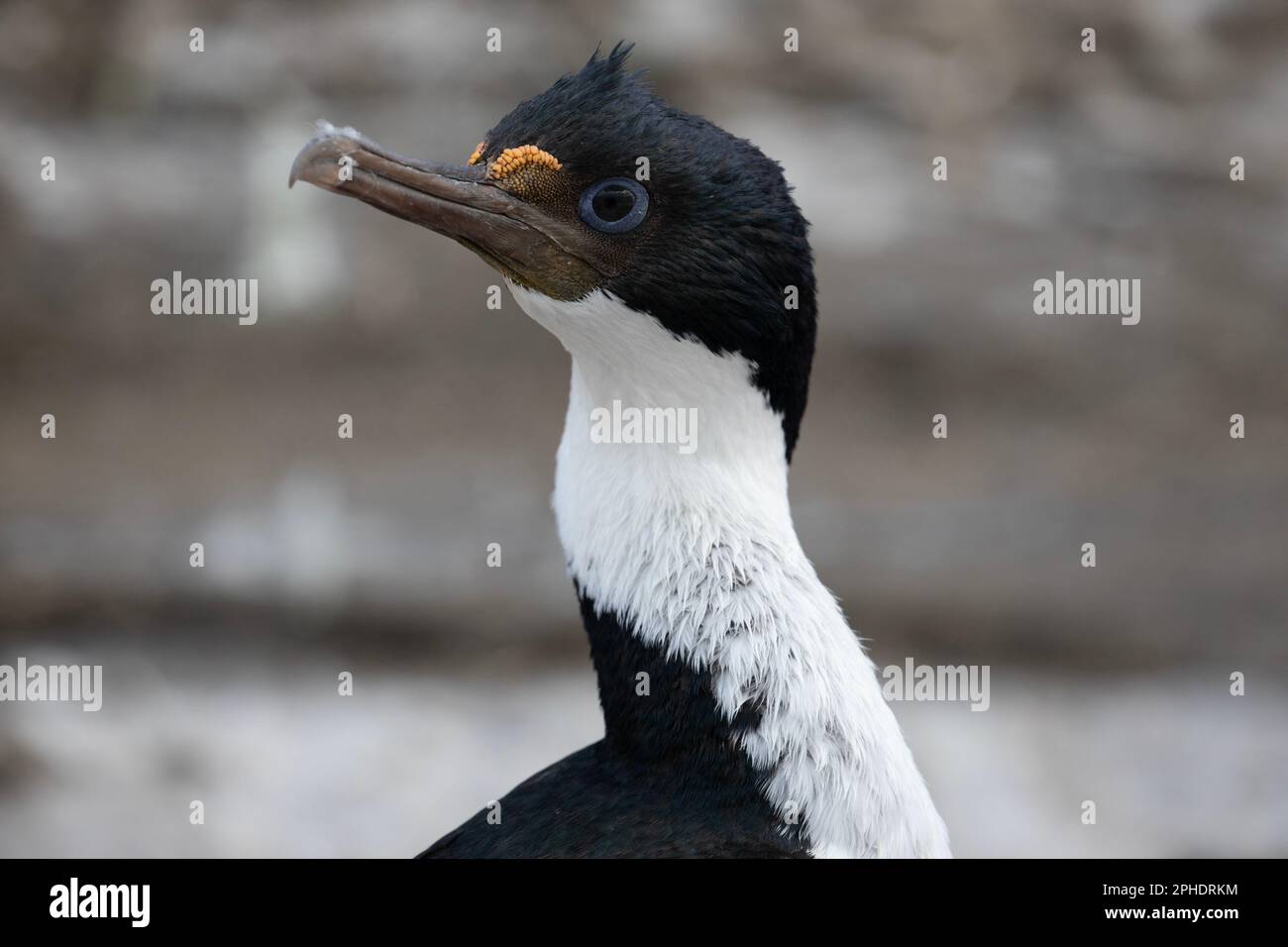 Un Cormorano Imperiale, Phalacrocorax Atriceps, sull'isola di Saunders, una delle isole Falkland esterne. Foto Stock