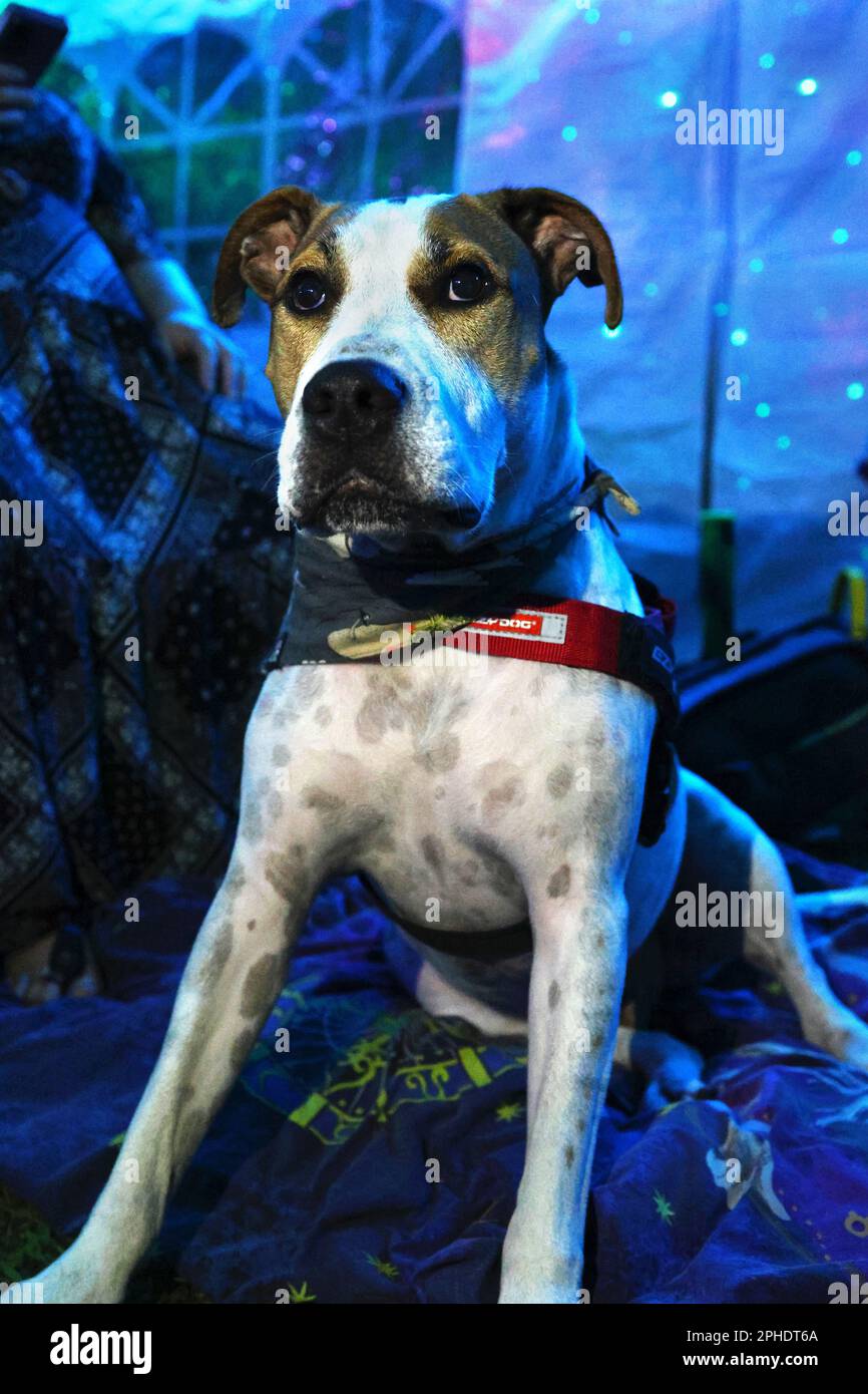 Foto d'arte casuale e foto di strada di animali che fanno ciò che amano, come questo cane rilassante posa da una sedia in attesa di maestro. Foto Stock